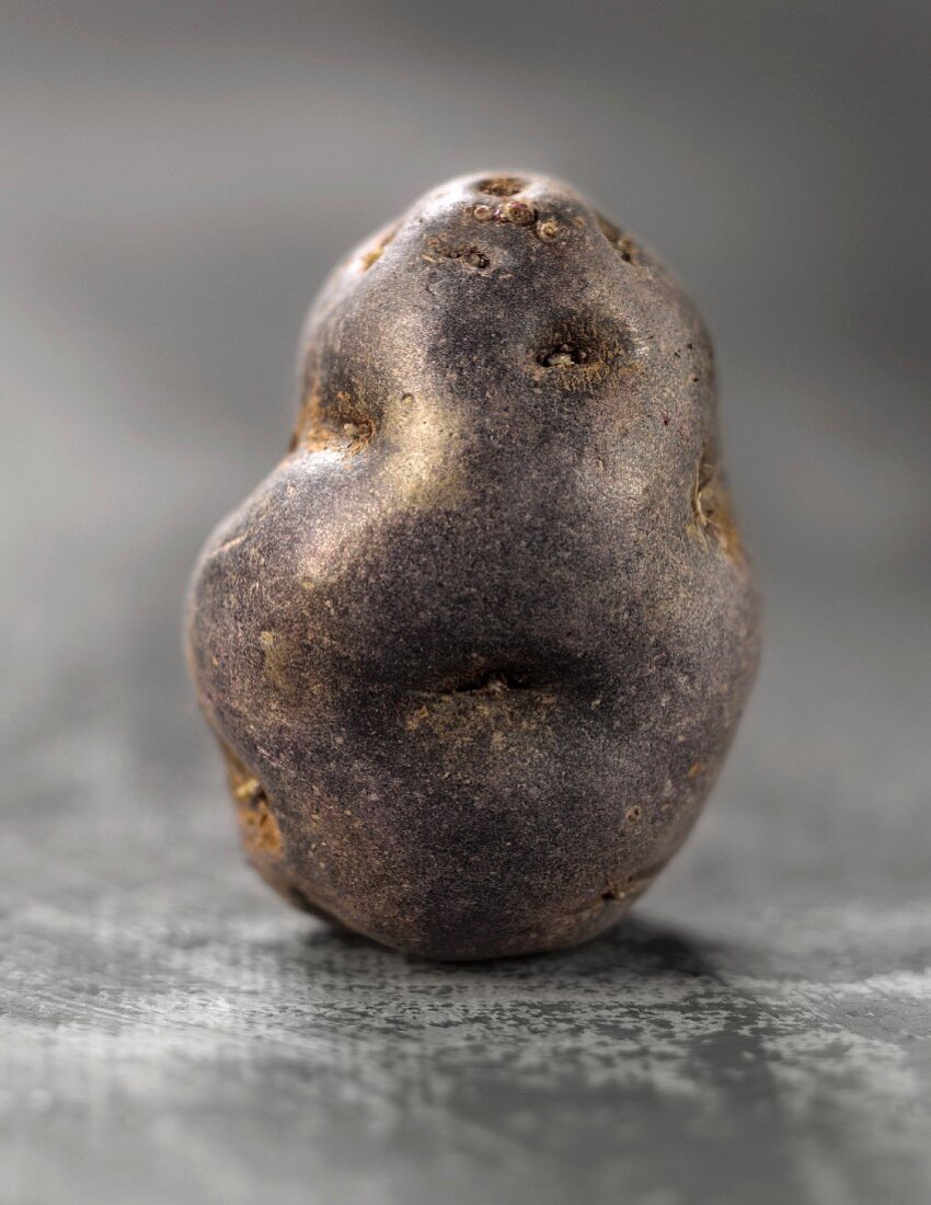 Kartoffel der Sorte Vitelotte, aufrecht stehend