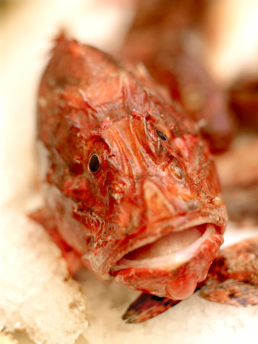 Scorpion fish