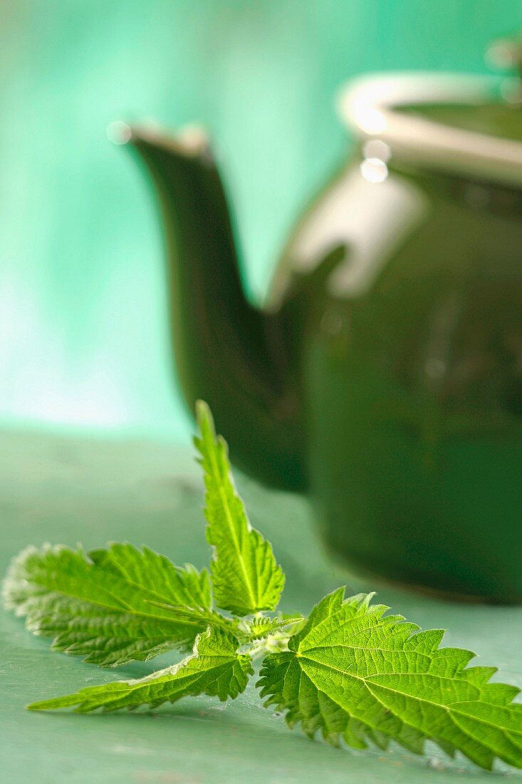 Nettle infusion