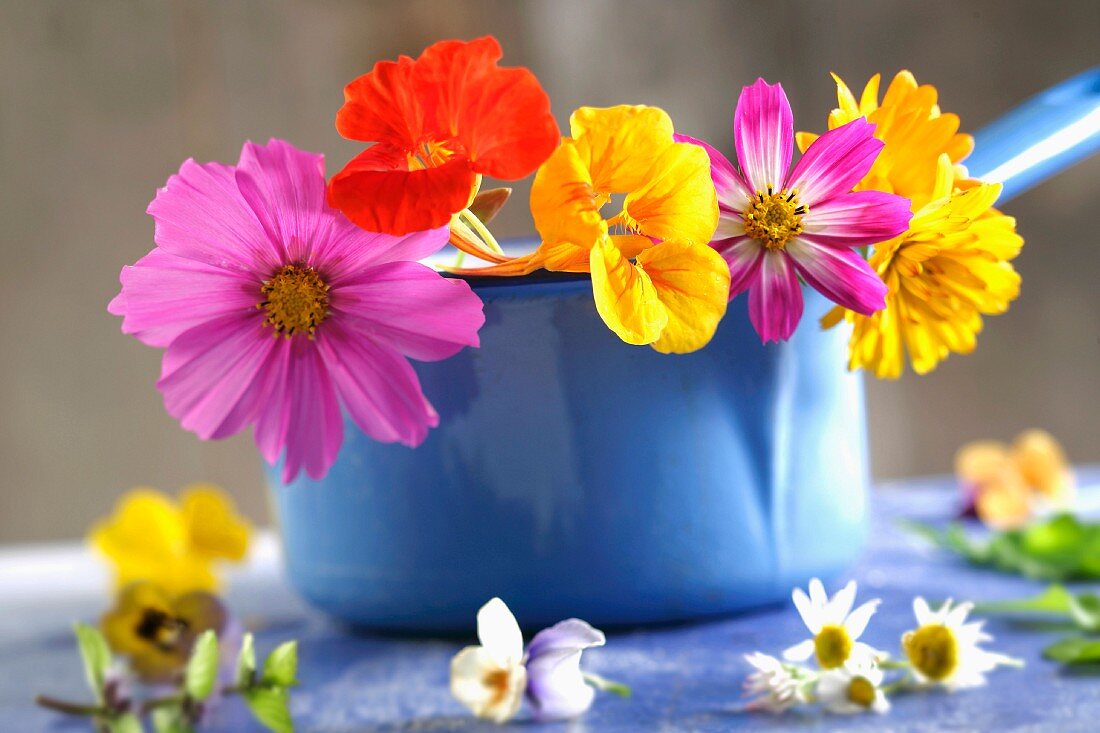 Essblüten: Schmuckkörbchen, Wilde Stiefmütterchen und Kapuzinerkresse