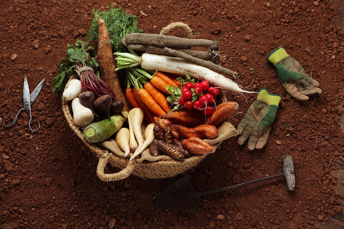 Composition with tubers :turnips, sweet potatoes, carrots, parsnips, salsifies and cassava