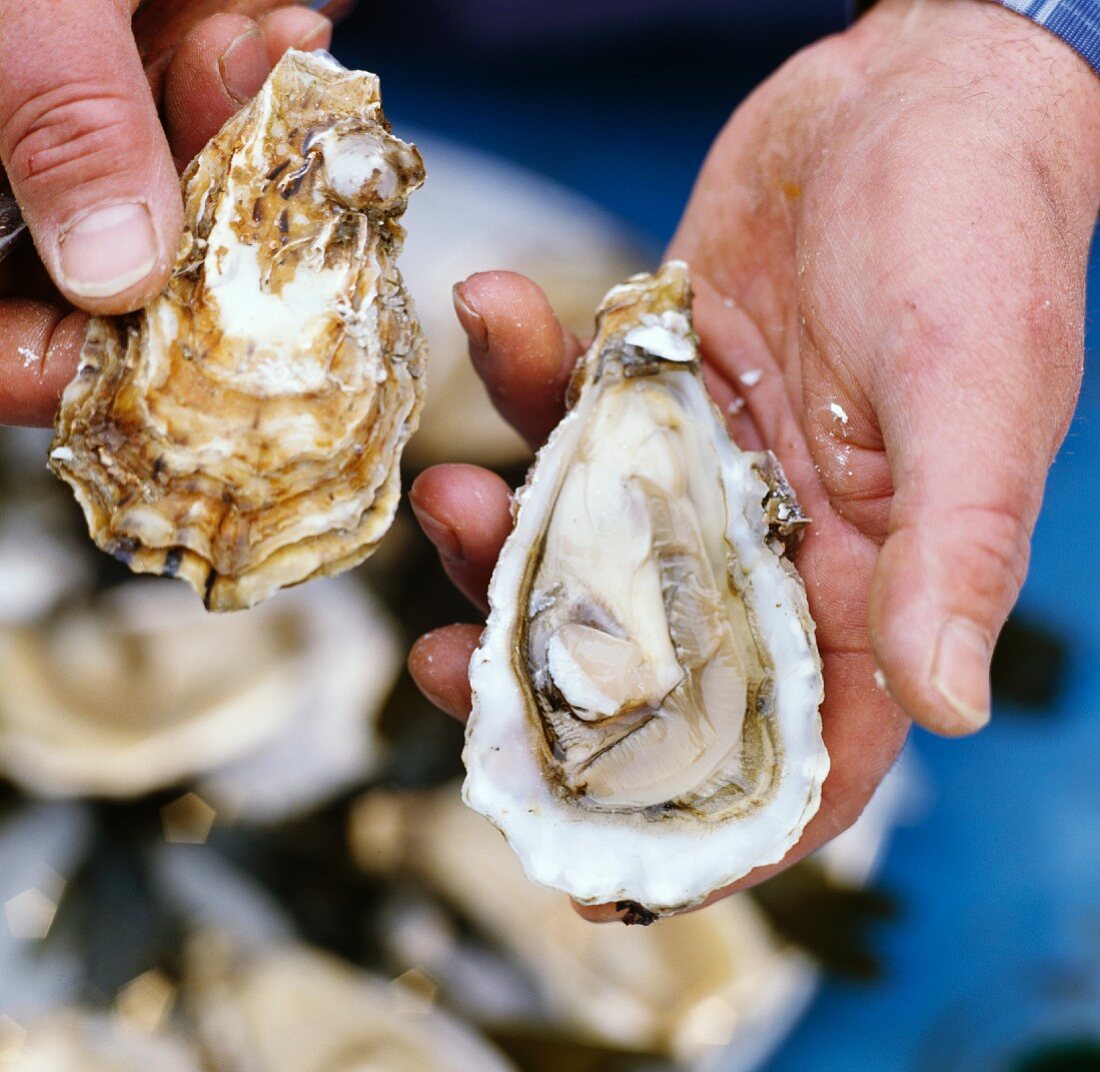 Opening an oyster