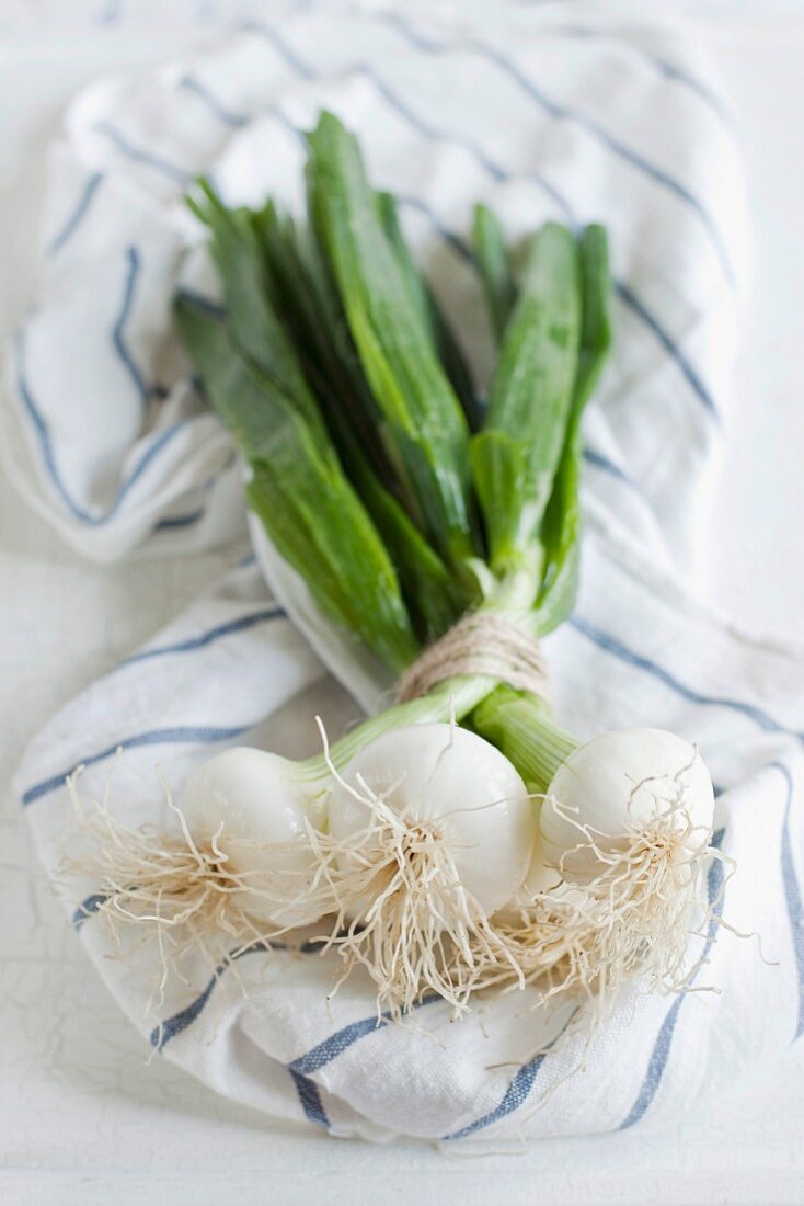 Bundle of spring onions
