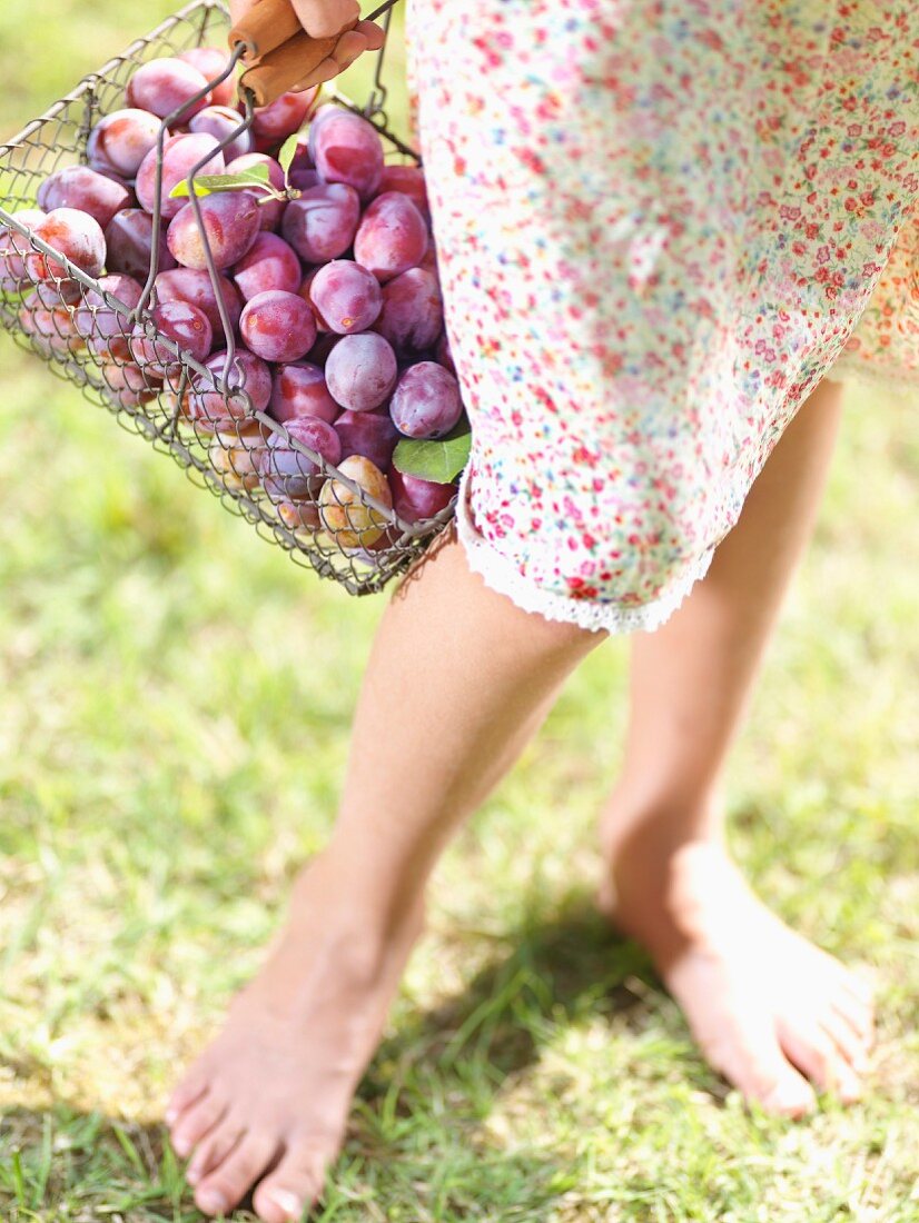 Woman carrying a basket of quetsch plums just picked from the tree