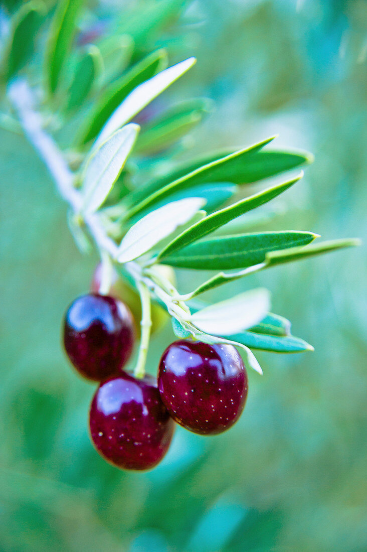 Olives on the branch