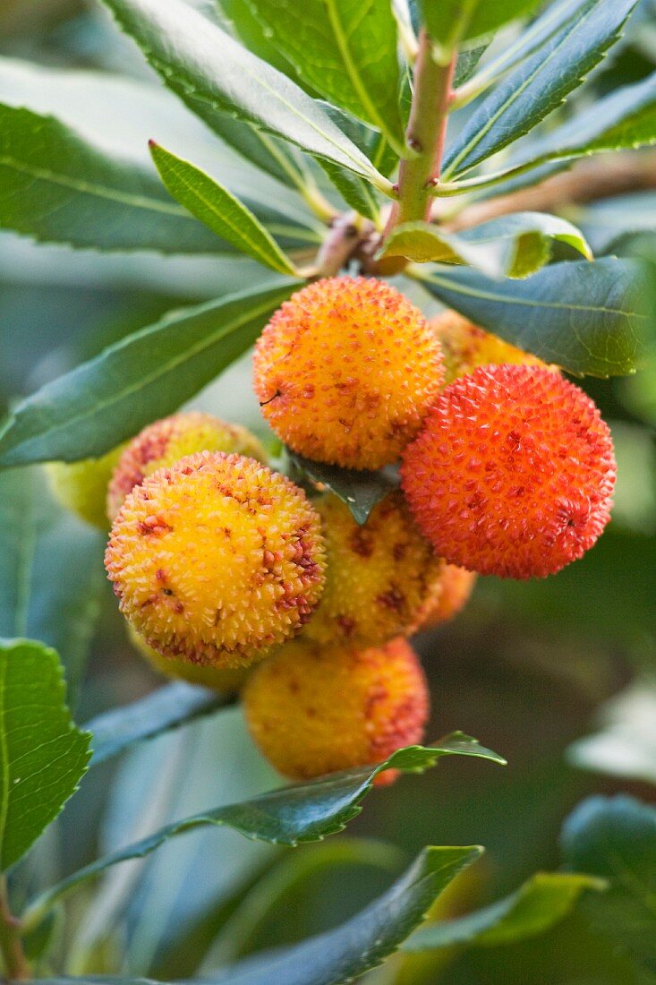 Arbutus-berries on the tree