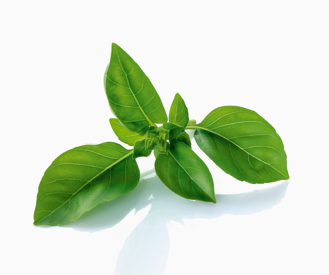 Cut-out basil