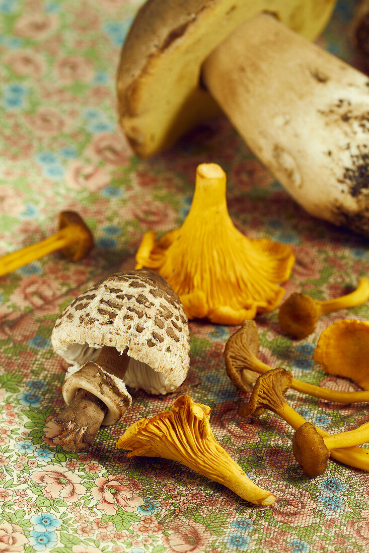 Selection of mushrooms