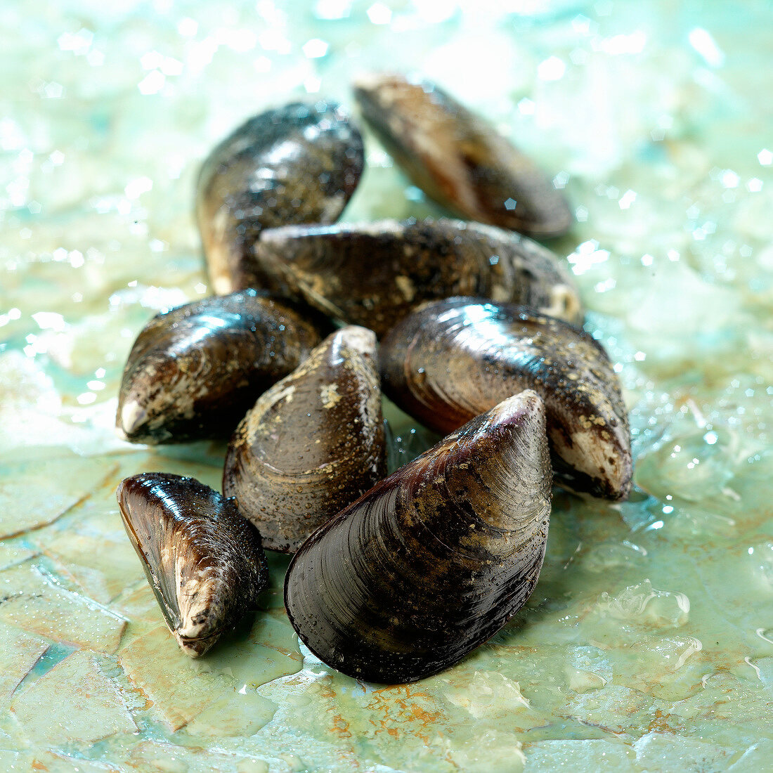 Mussels