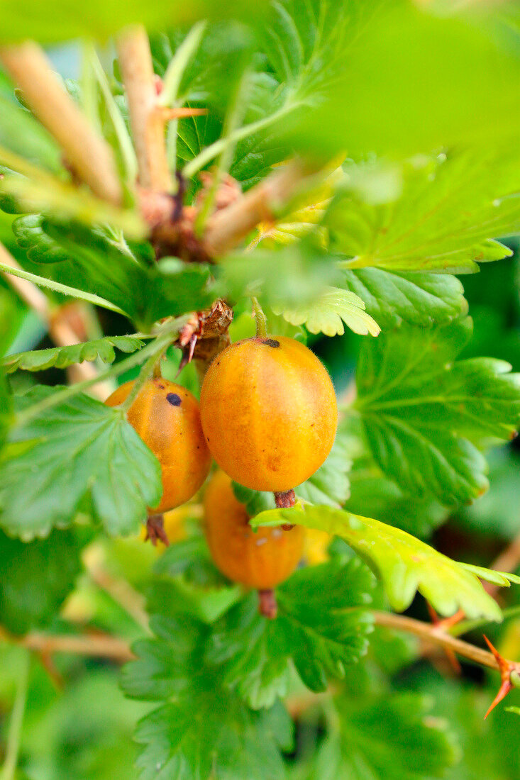 Gelbe Stachelbeeren am Strauch