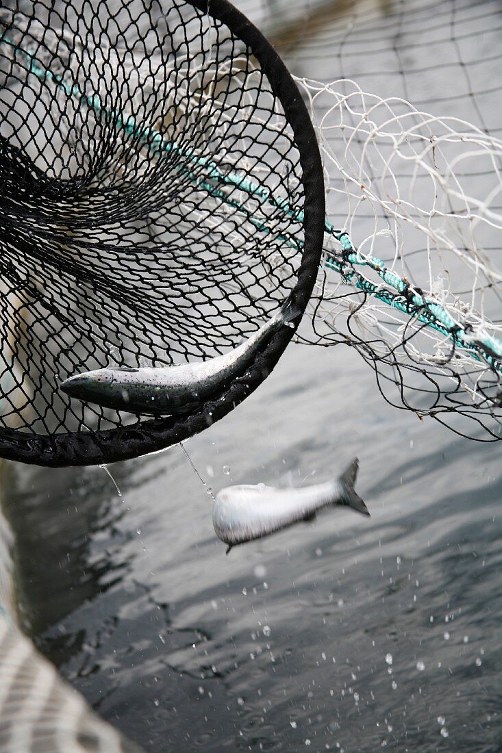 Fishing salmon in Ireland