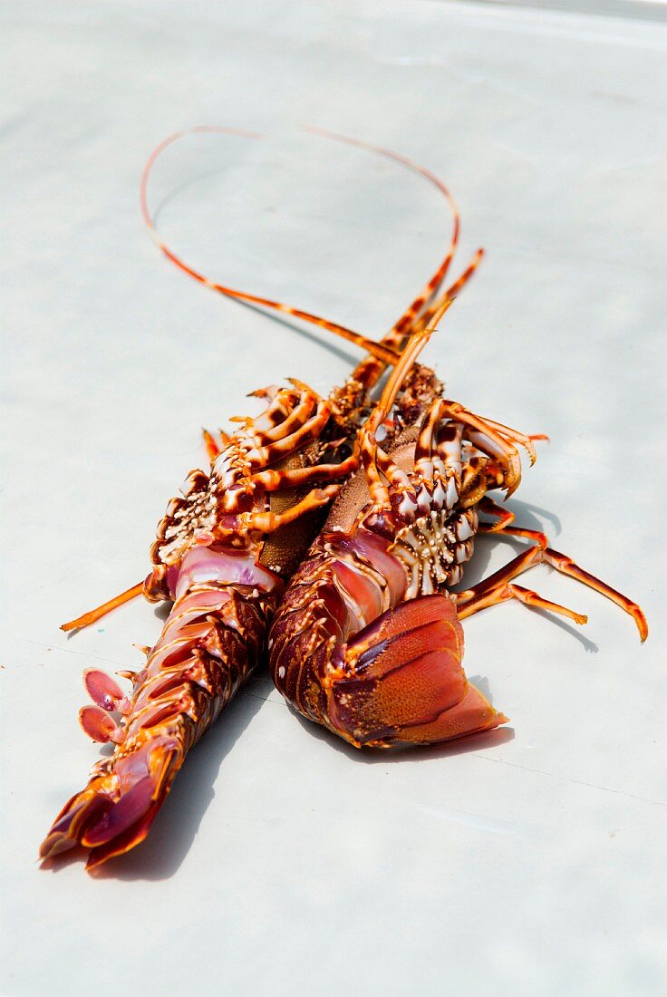 Fresh spiny lobsters