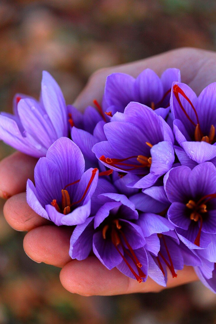 Hand hält Safranblüten