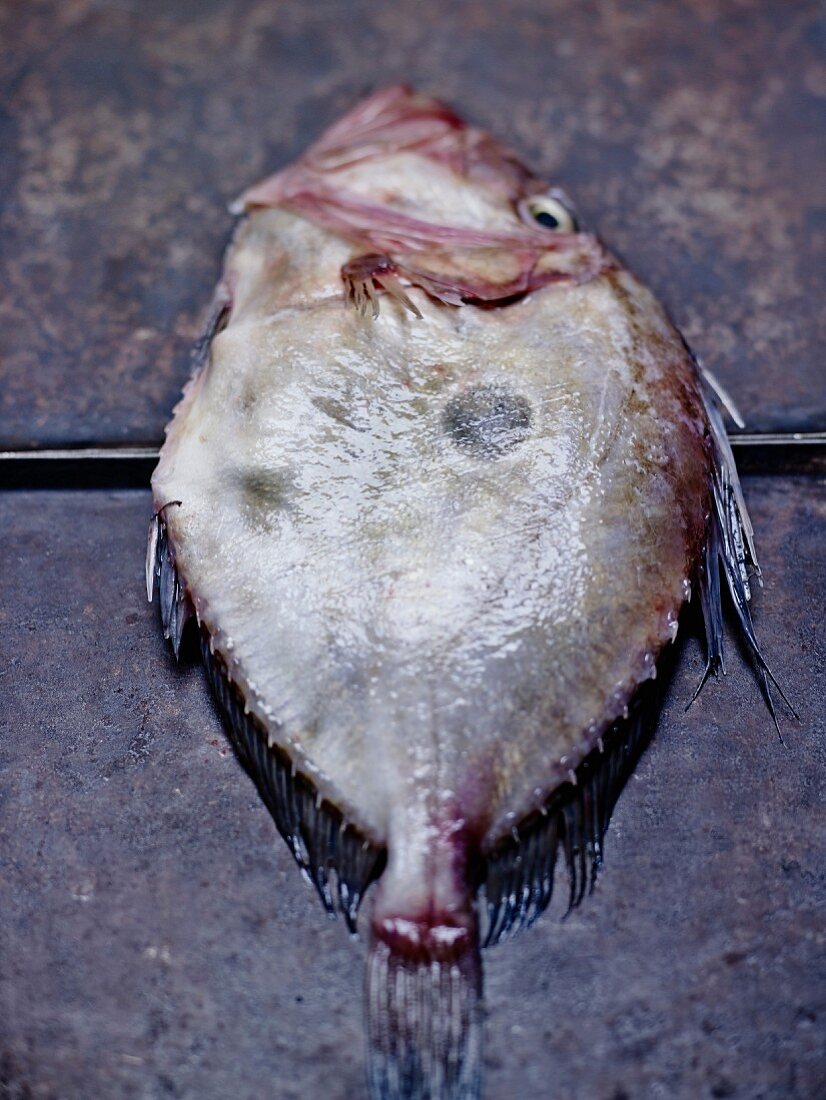 Frischer Petersfisch