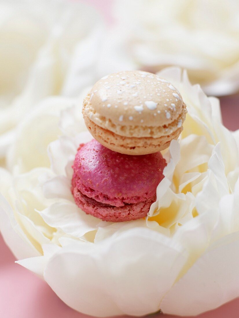 Zwei Macarons auf weisser Pfingstrose