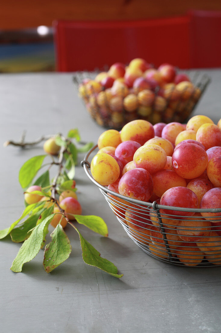 Freshly picked mirabelles in a wire basket