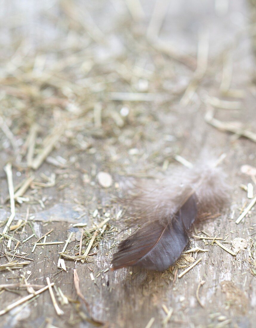 Feather's and hay