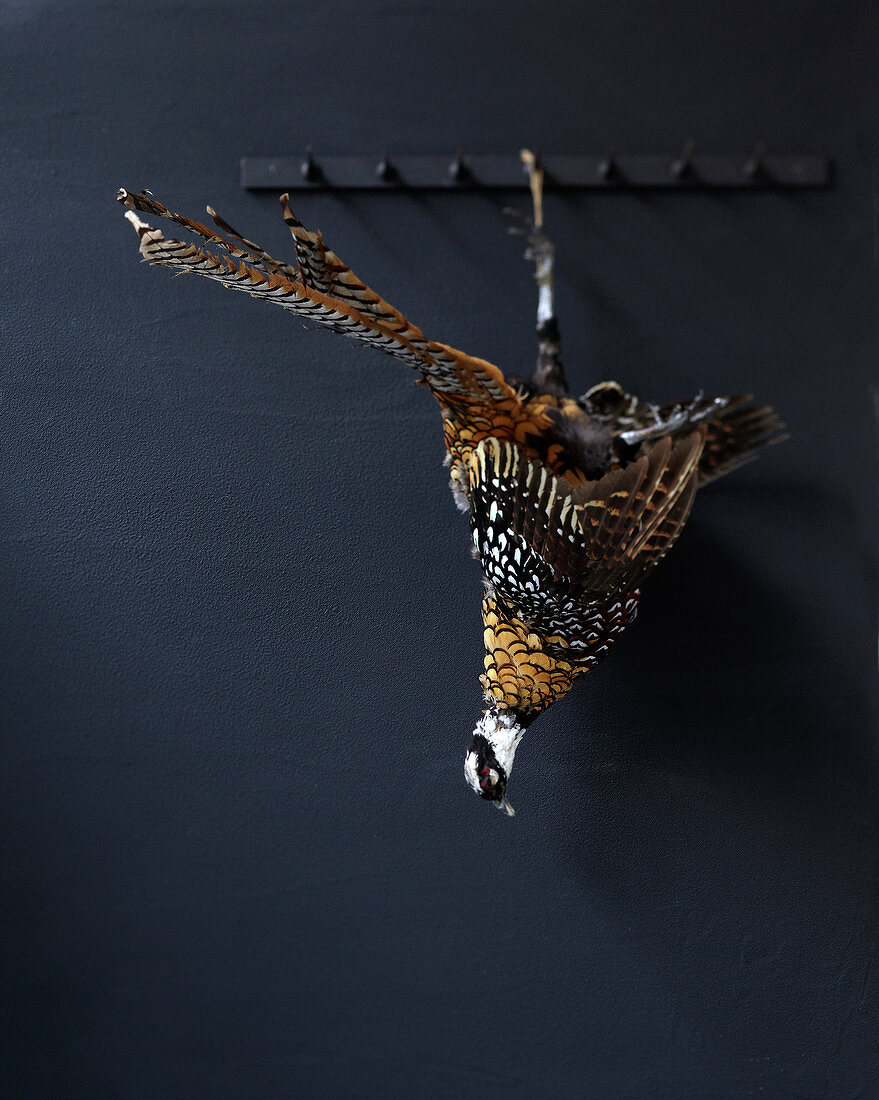 Pheasant hanging