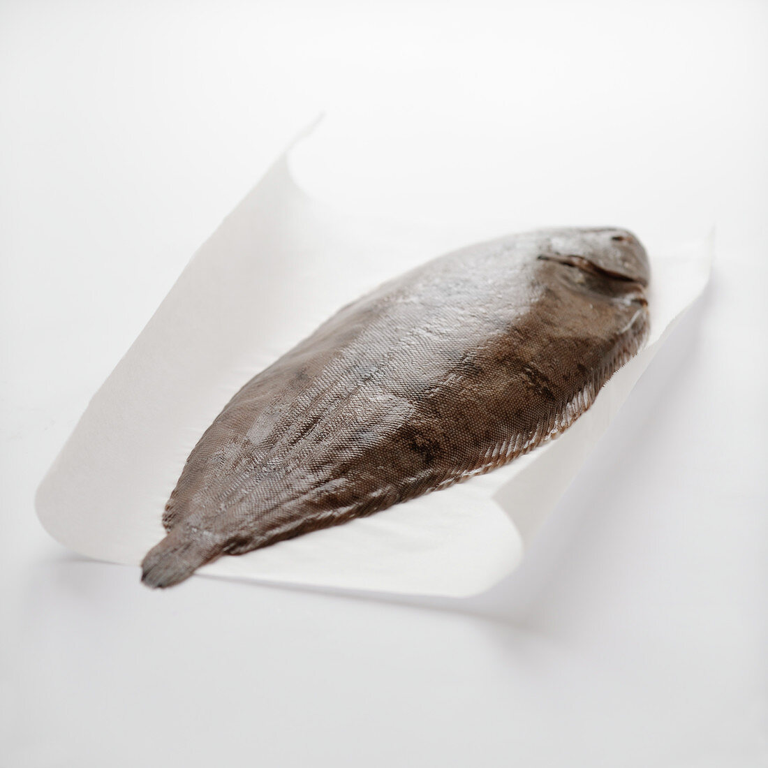 Raw whole sole on a white background