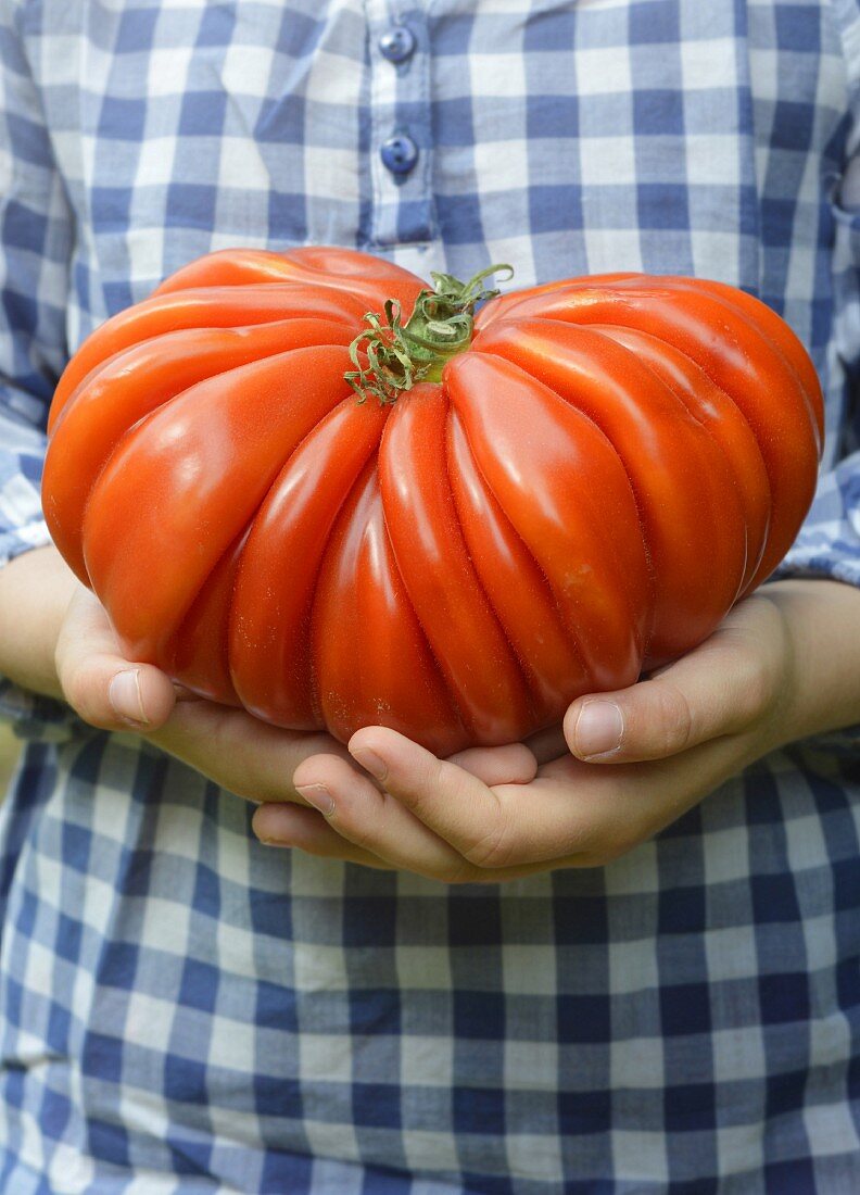 Person holding a huge Oxtail tomato