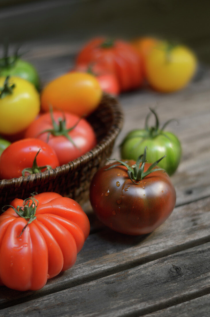 Verschiedene bunte Tomaten