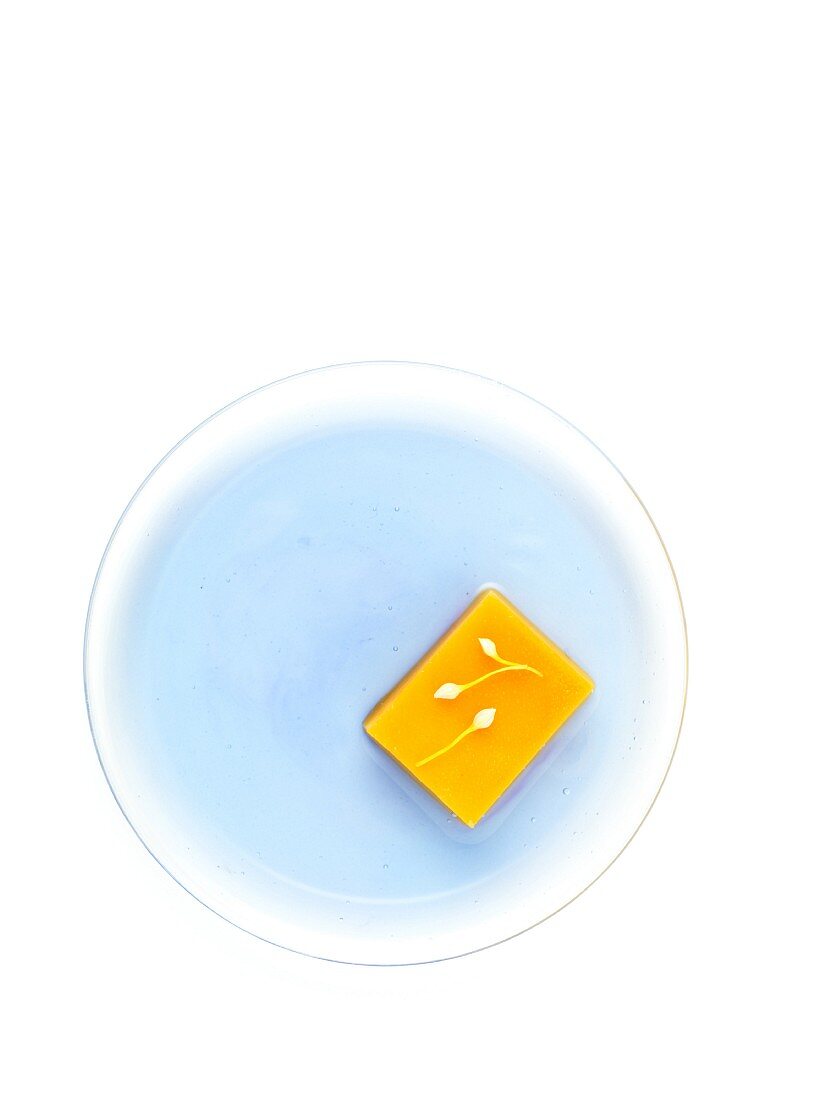 Asiatisches Sojaküchlein auf parfümiertem blauem Gelee