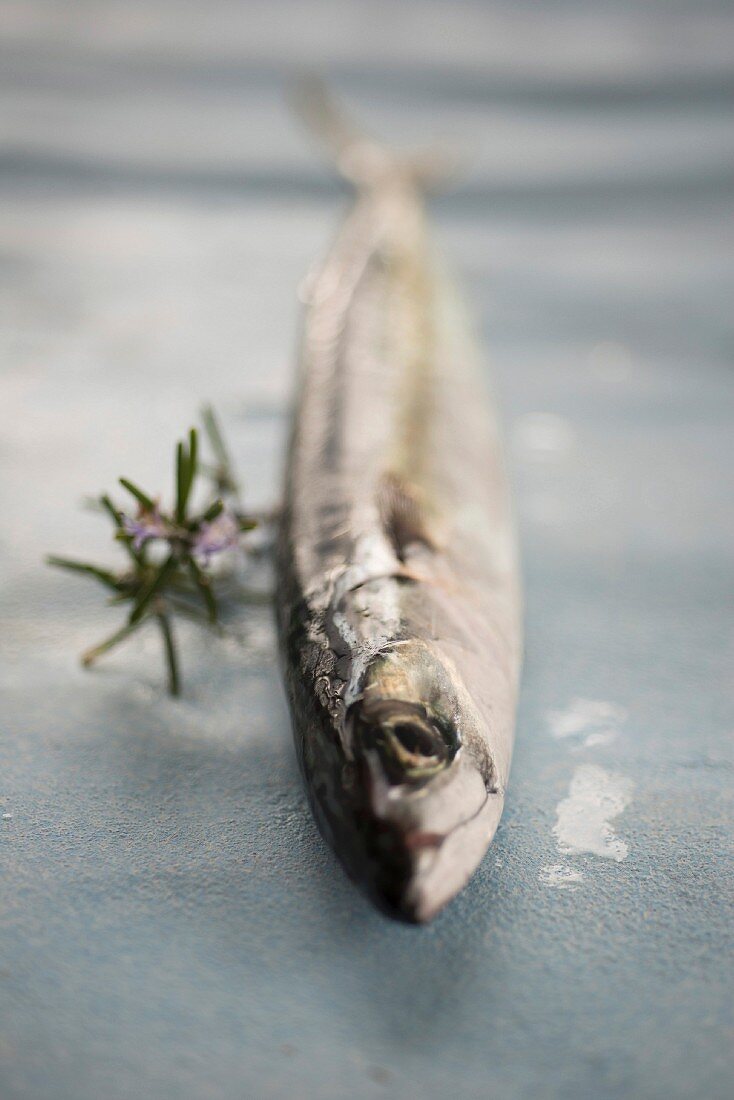 Fresh mackerel