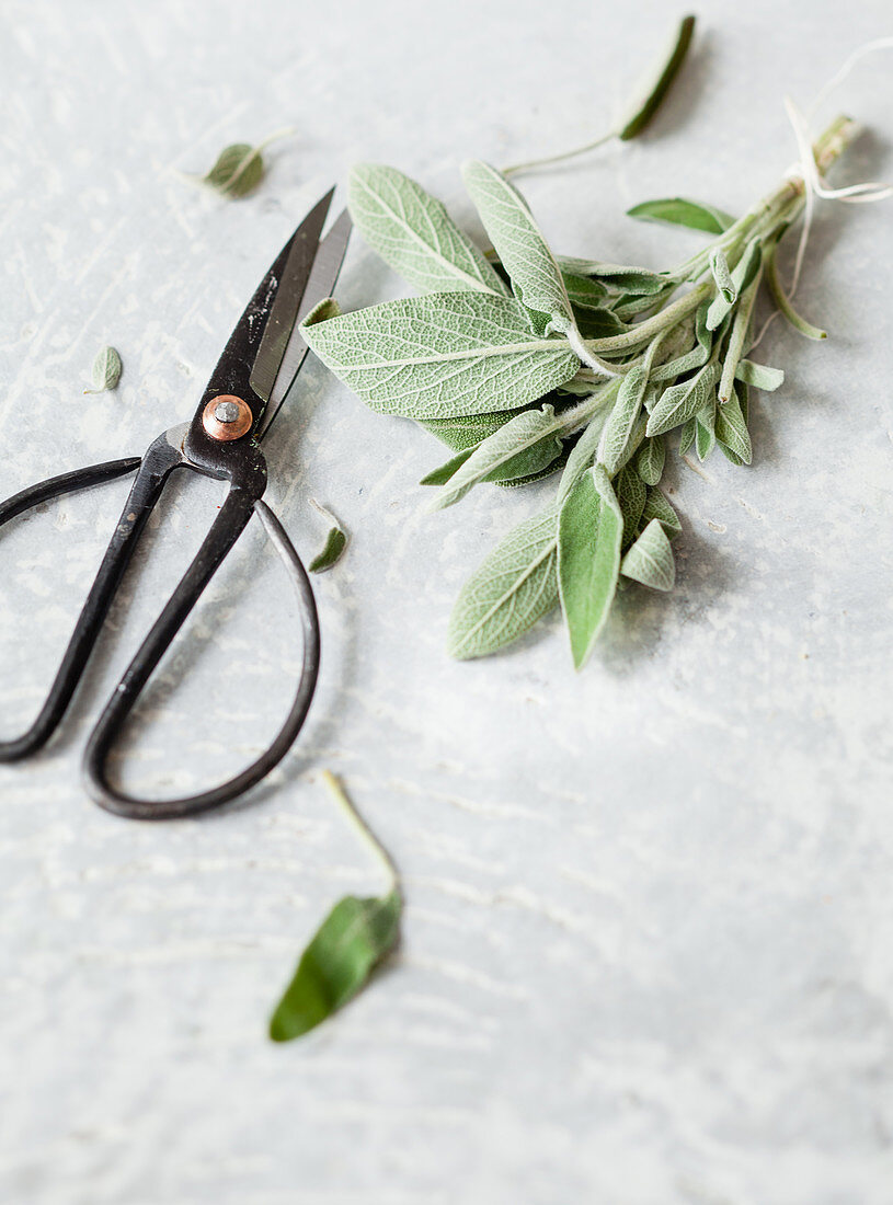 Fresh sage with herb scissors