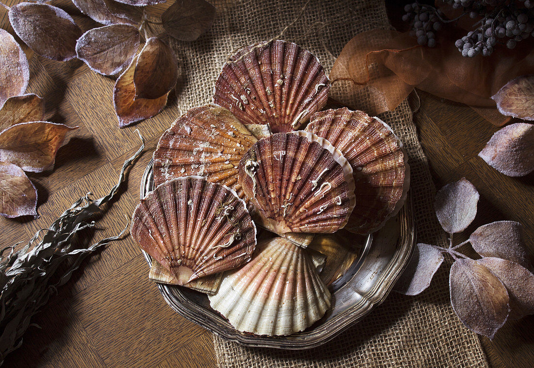 Fresh scallops in the shells
