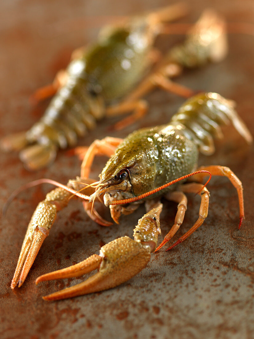 Crayfish