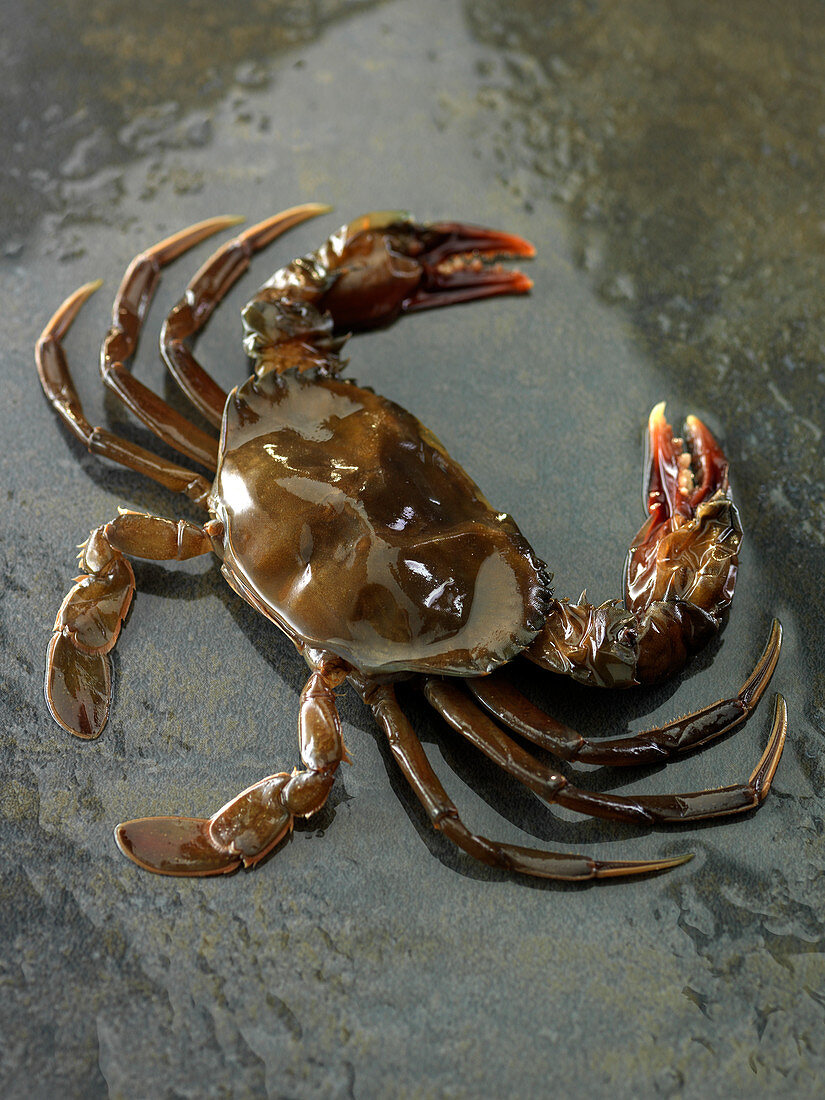 Softshell crabs