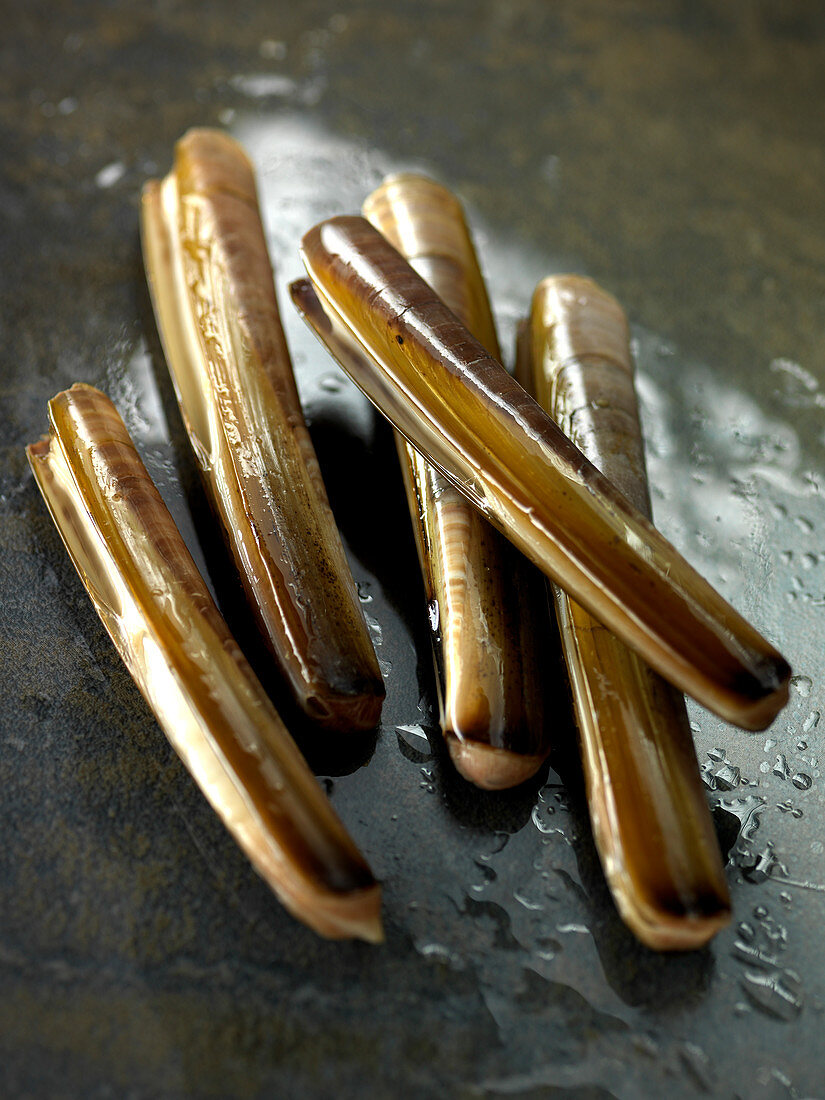 Razor clams