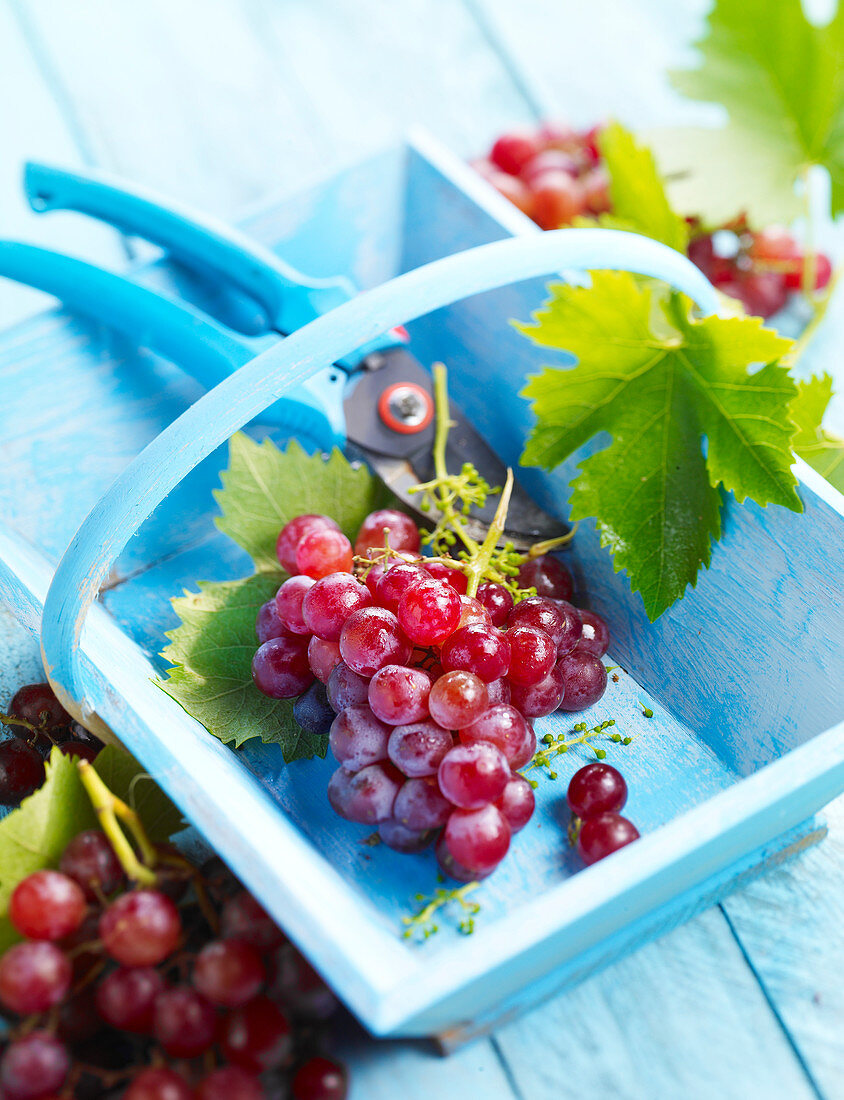 Freshly picked red grapes in a wooden basket
