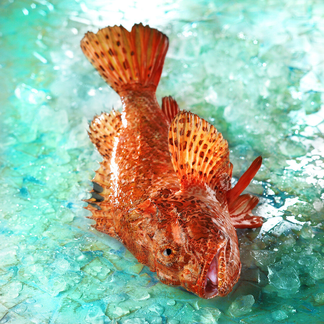 A fresh red scorpion fish