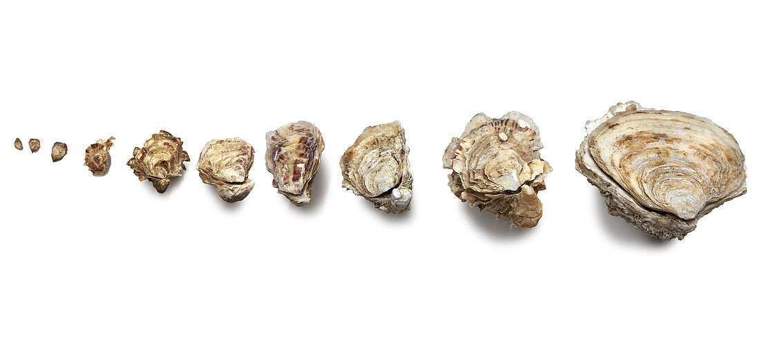 Verschiedene Austern in verschiedenen Größen