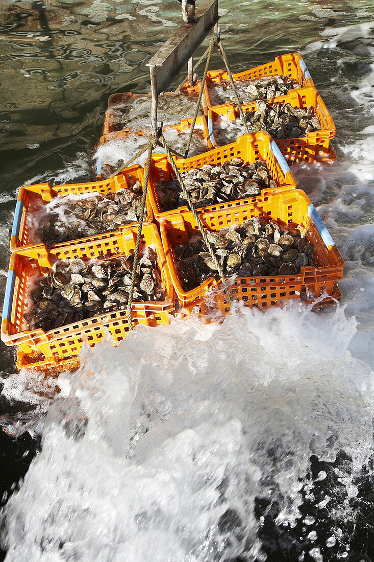Freshly fished French Belon oysters in boxes