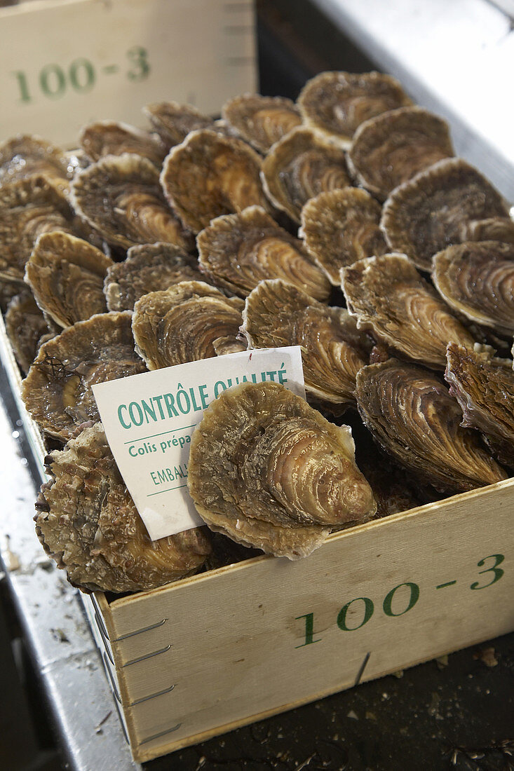 Box of French Belon oysters