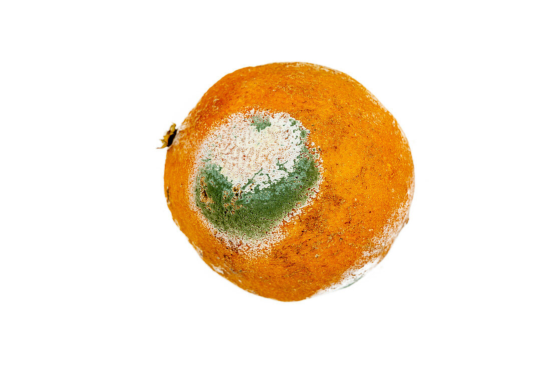 Verschimmelte Orange