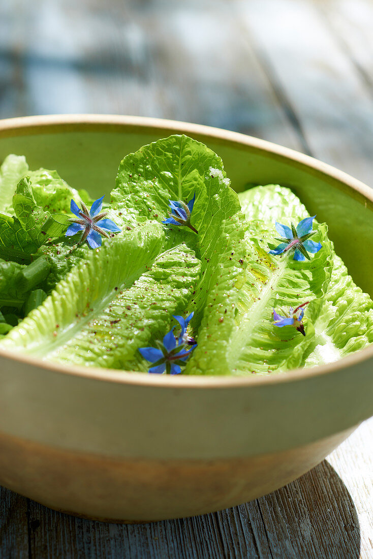 Romaine lettuce with borage salad