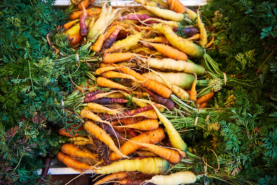 Carrots in the vegetables