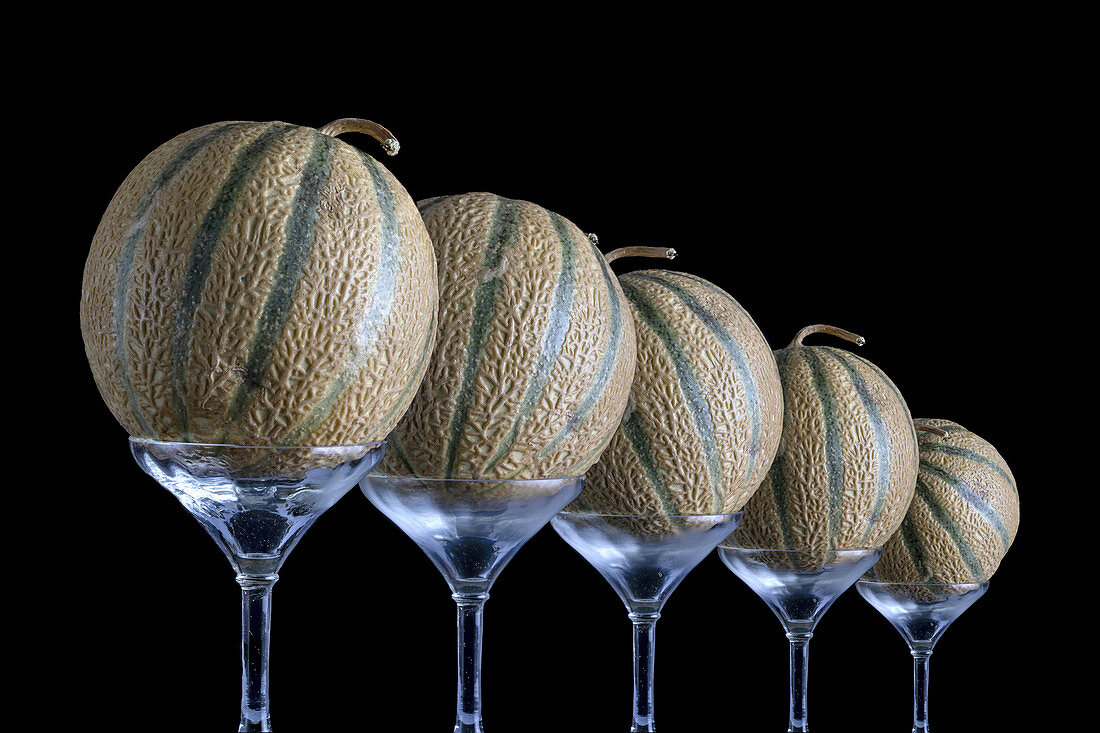 5 Melonen auf Glasständern vor schwarzem Hintergrund