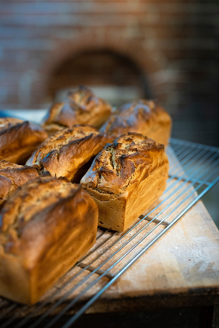 Frisch gebackene Artisan-Brote auf Abkühlgitter vor Holzofen