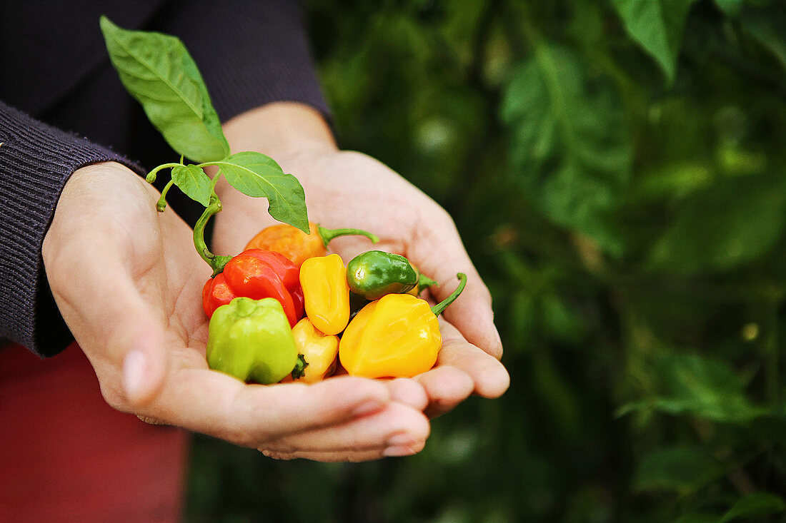 Handful of hot peppers
