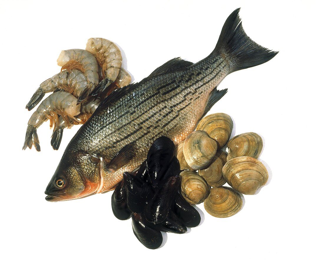 Still life of Trout; Mussels; Clams and Shrimp