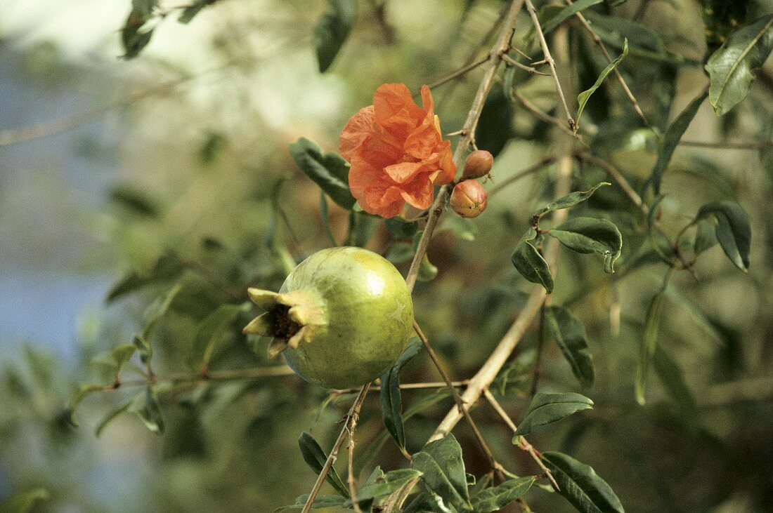 Granatapfel & Blüten am Baum