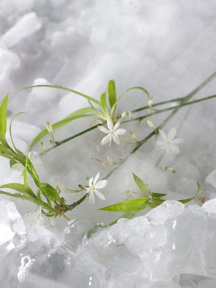 Flowers on ice