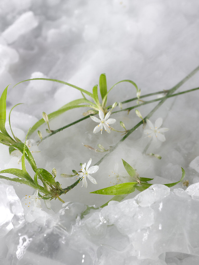 Weiß blühende Blumen auf Eis