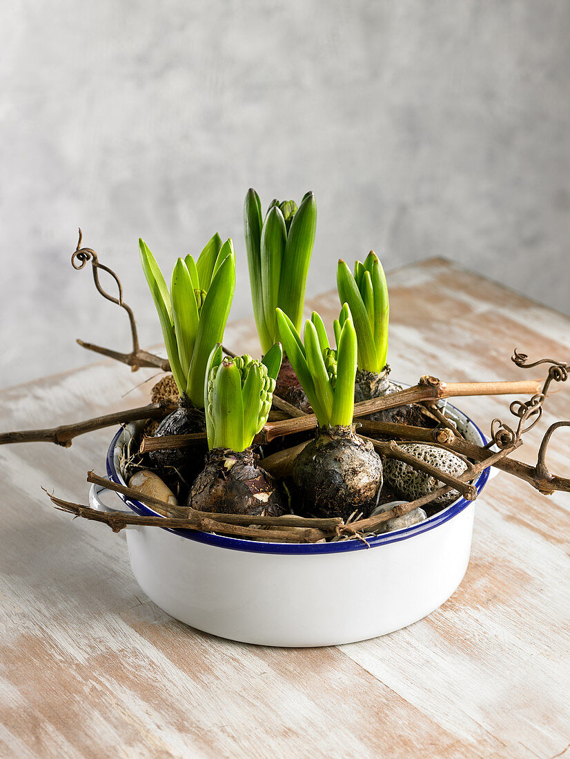 Home planted hyacinths