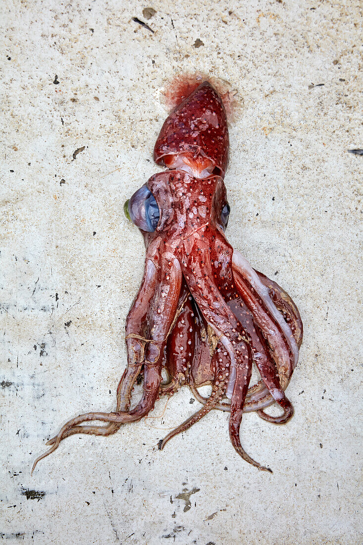 Fresh squid on a stone background