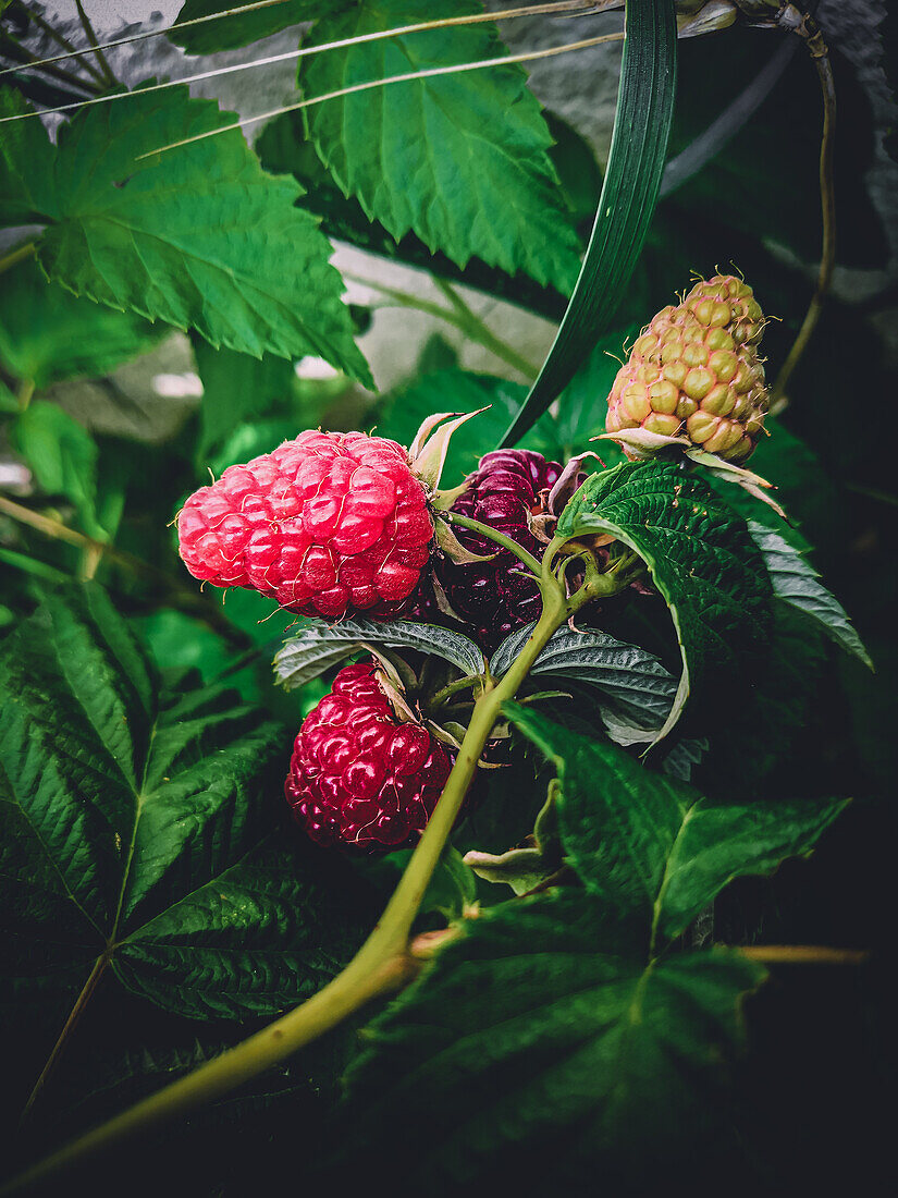 Raspberries on the bush